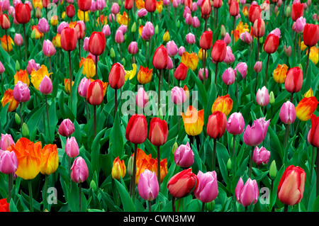 Tulipa Banja Luka Tulipa frühen Glorie Tulipa rot Eindruck Tulipa Osterüberraschung gemischt Bett Grenze Frühling blühenden Blumenzwiebeln orange Stockfoto