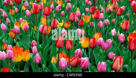 Tulipa Banja Luka Tulipa frühen Glorie Tulipa rot Eindruck Tulipa Osterüberraschung gemischt Bett Grenze Frühling blühenden Blumenzwiebeln orange Stockfoto