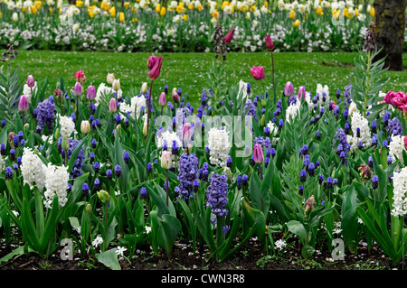 Mischbett Grenze Frühling blühenden Blumenzwiebeln lila weiß rosa Farbe Combo Farbkombination mischen gemischte Pflanzung Display Systems Stockfoto