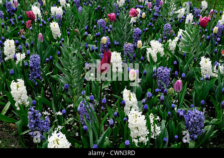 Mischbett Grenze Frühling blühenden Blumenzwiebeln lila weiß rosa Farbe Combo Farbkombination mischen gemischte Pflanzung Display Systems Stockfoto