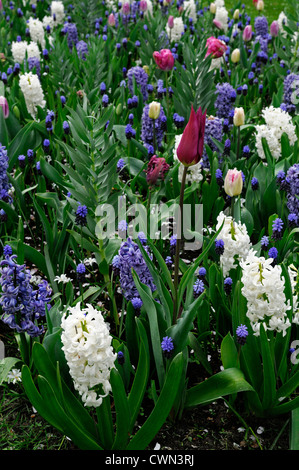 Mischbett Grenze Frühling blühenden Blumenzwiebeln lila weiß rosa Farbe Combo Farbkombination mischen gemischte Pflanzung Display Systems Stockfoto