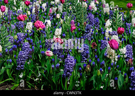 Mischbett Grenze Frühling blühenden Blumenzwiebeln lila weiß rosa Farbe Combo Farbkombination mischen gemischte Pflanzung Display Systems Stockfoto