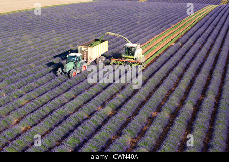 LUFTAUFNAHME. Lavendelernte im Juli. Puimoisson, Valensole Plateau, Provence, Frankreich. Stockfoto
