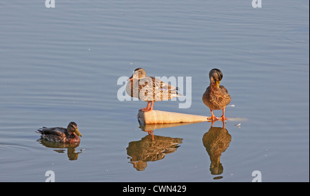 Drei Stockente Enten auf dem Teich. Stockfoto