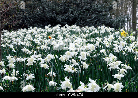 Narzisse Thalia weißer Zwerg Triandrus Narzisse Blumen drift Bett Frühling Birne Blüte Blüte Blüte Stockfoto