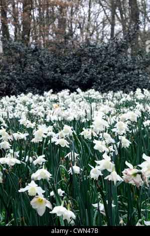 Narzisse Thalia weißer Zwerg Triandrus Narzisse Blumen drift Bett Frühling Birne Blüte Blüte Blüte Stockfoto