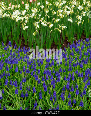 Narzisse Thalia Daffodil Triandrus weißen Zwerg blau Muscari Armeniacum mischen gemischte Pflanzung Schema-Kombination Stockfoto