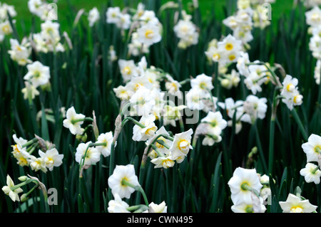 Narcissus Fröhlichkeit weiße Creme gefüllte Narzisse Blüten treiben Bett Frühling Closeup Pflanzenportraits Blüte Blüte Blüte Stockfoto
