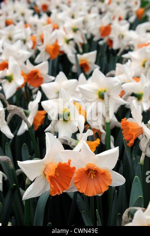 Narcissus Chromacolor weißen Korallen-rosa große schalenförmige Narzisse Blumen Narzissen Narzissen Blumenzwiebeln Frühjahr blühende Blüte Blüte Stockfoto