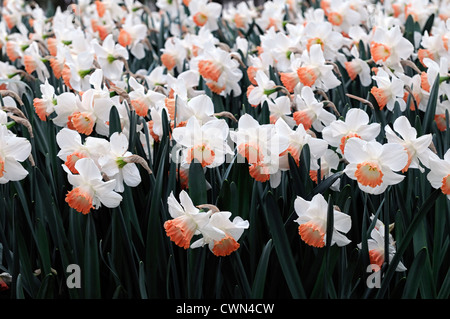 Narzissen pink Charme Narzissen weißen Aprikose Trompete Blumen Narzissen Narzissen Blumenzwiebeln Frühling Blüte Blüte Tiefenschärfe Stockfoto