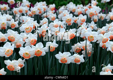 Narzissen pink Charme Narzissen weißen Aprikose Trompete Blumen Narzissen Narzissen Blumenzwiebeln Frühling Blüte Blüte Tiefenschärfe Stockfoto