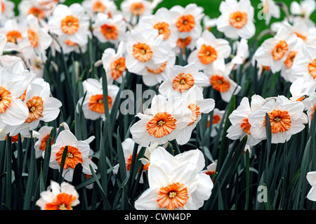 Narzisse Professor Einstein Narzissen weiß orange große schalenförmige Blüten Narzissen Narzissen Blumenzwiebeln Frühling selektiven Fokus flowerin Stockfoto