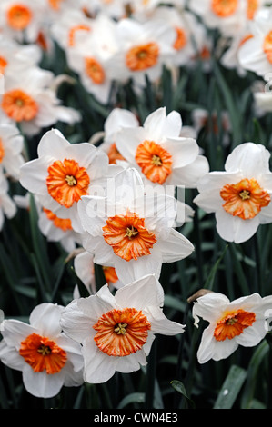 Narzisse Professor Einstein Narzissen weiß orange große schalenförmige Blüten Narzissen Narzissen Blumenzwiebeln Frühling selektiven Fokus flowerin Stockfoto