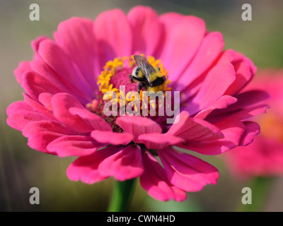 Sommer Sonnenlicht Szene - Biene sammelt Nektar oder Honig auf Dahlie Blume Stockfoto