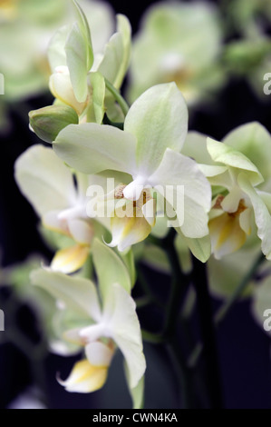 Phalaenopsis Hybrid leichte grüne Motte Orchidee selektiven Fokus Closeup Pflanze Porträts Blumen Blüten Zimmerpflanzen tropischen Stockfoto