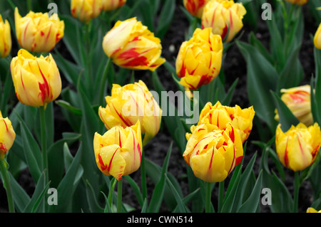 Tulipa Monsella doppelte frühen Tulpe gelb rot Garten Blumen Frühling Blume Blüte Blüte Bett Farbe Farbe Stockfoto