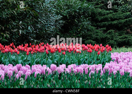 Tulipa Tulpe Blumen rot rosa Hyazinthe lila lila mix gemischte Pflanzung Schema Blume Bett Combo Anzeigenkombination Stockfoto