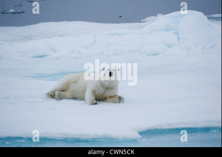 Eisbär Ursus Maritimus, liegend im Schnee auf dem Meereis nördlich von Spitzbergen, Svalbard, Arktis Stockfoto