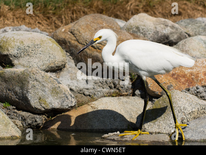 Bild von Snowy Silberreiher Angeln am Rand des Teiches. Bild in Huntington Beach, Kalifornien Stockfoto