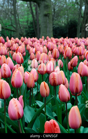 Tulipa Apricot Eindruck, dass Darwin Hybrid Tulpe Blumen Frühling Blüte Blüte Bett Farbe Farbe Blumenzwiebel anzeigen Stockfoto