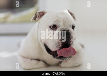 Weiße englische Bulldogge Verlegung auf Boden Stockfoto