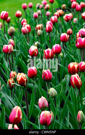 Tulipa Horizont Double spät Pfingstrose Blumen rot weiße Tulpe Blumen anzeigen Frühling Blüte Blüte Bett Farbe Farbe Blumenzwiebel Stockfoto