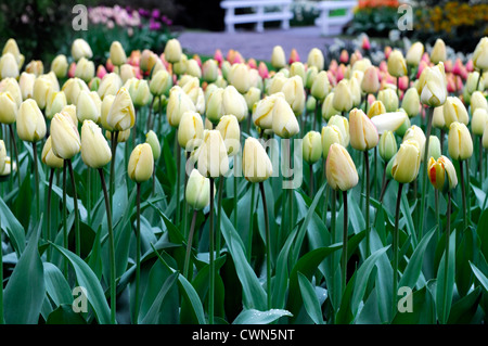 Tulipa Elfenbein Floradale Darwin Hybrid weiße Tulpe Blumen zeigen Frühling Blüte Blüte Bett Farbe Farbe Blumenzwiebel Stockfoto