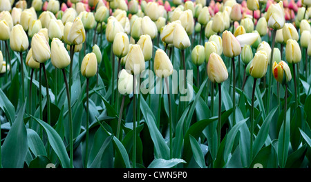 Tulipa Elfenbein Floradale Darwin Hybrid weiße Tulpe Blumen zeigen Frühling Blüte Blüte Bett Farbe Farbe Blumenzwiebel Stockfoto