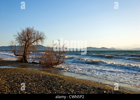 Tamarisken an einem Strand (Halbinsel Pilion, Thessalien, Griechenland) Stockfoto