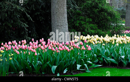 Tulipa Ollioules rosa Tulpe Elfenbein Floradale Darwin Hybrid weiße Blume Bett Mix gemischt Combo Kombination Pflanze Pflanzen Frühling Stockfoto