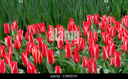 Tulipa Pinocchio rot weiße Greigii Tulpe Blumen anzeigen Frühling Blüte Blüte Bett Farbe Farbe Blumenzwiebel Stockfoto