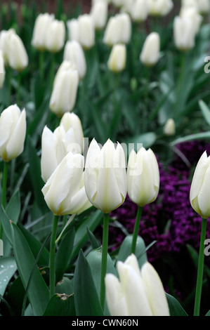 Tulipa Purissima Fosteriana Tulpe Syn White Kaiser Tulpe Blumen anzeigen Frühling Blüte Blüte Bett Farbe Farbe Blumenzwiebel Stockfoto