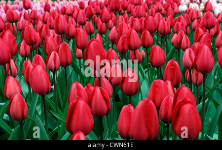 Tulipa rot Eindruck, dass Darwin Hybrid Tulpe Blumen Frühling Blüte Blüte Bett Farbe Farbe Blumenzwiebel anzeigen Stockfoto