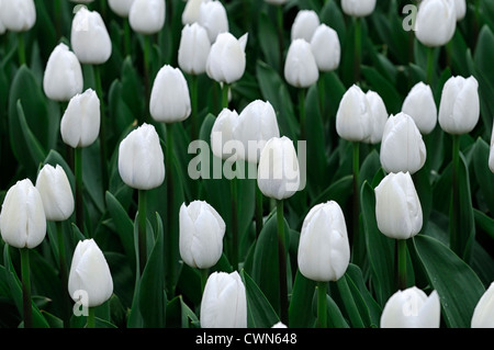 Tulipa königliche Jungfrau weiße Triumph Tulpe Blumen anzeigen Frühling Blüte Blüte Bett Farbe Farbe Blumenzwiebel Stockfoto