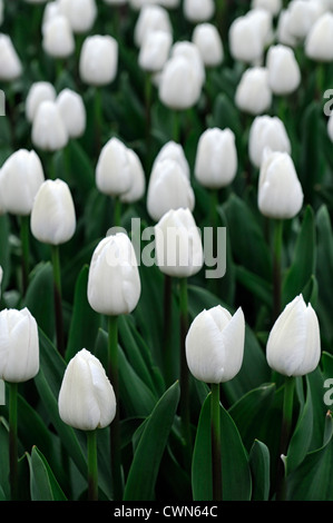 Tulipa königliche Jungfrau weiße Triumph Tulpe Blumen anzeigen Frühling Blüte Blüte Bett Farbe Farbe Blumenzwiebel Stockfoto