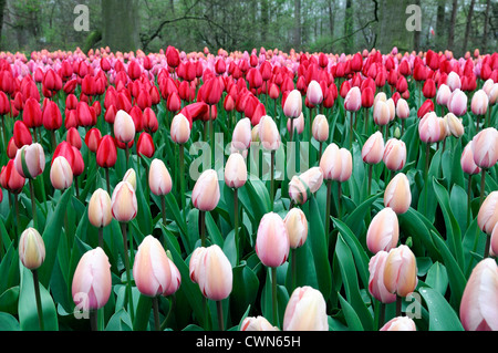 Tulipa Lachs Eindruck Tulipa rot Eindruck, dass Darwin Hybrid blass rosa Tulpe Blumen Blume Blüte Blüte Frühling gemischt Bett Stockfoto