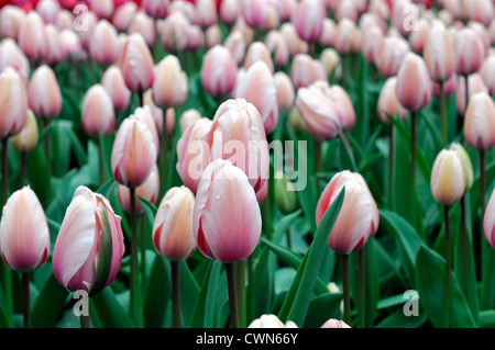 Tulipa Lachs Eindruck, dass Darwin Hybrid blass rosa Tulpe Garten Blumen Frühling Blume Blüte Blüte Bett Farbe Farbe Stockfoto