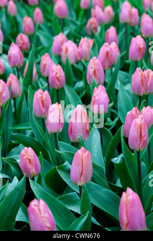 Tulipa Lachs Prinz einzelne frühe blass rosa gelbe Tulpe Garten Blumen Frühling Blume Blüte Blüte Bett Farbe Farbe Stockfoto