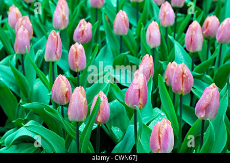 Tulipa Lachs Prinz einzelne frühe blass rosa gelbe Tulpe Garten Blumen Frühling Blume Blüte Blüte Bett Farbe Farbe Stockfoto