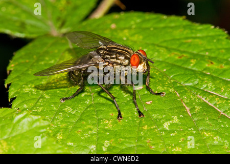 Fleisch-Fliege (Sarcophaga Carnaria) an Brombeere Stockfoto