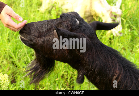 Schwarze Ziege und des Kindes Hand berühren Nase Pflege und Liebe zu Tieren Konzept Stockfoto