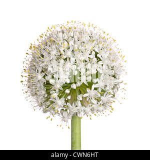 Große Blüte der essbaren Zwiebel (Allium Cepa) vor einem weißen Hintergrund isoliert Stockfoto