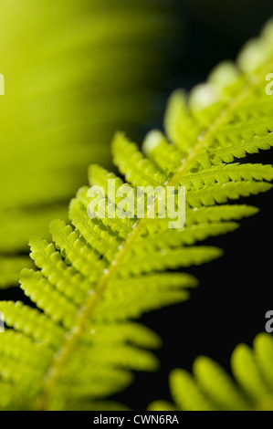 Baumfarn Dicksonia Antartica, Farn, Stockfoto