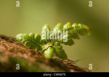 Baumfarn Dicksonia Antartica, Farn, Stockfoto