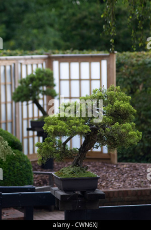 Juniperus Sinensis "San Jose", Bonsai, chinesische Wacholder Stockfoto