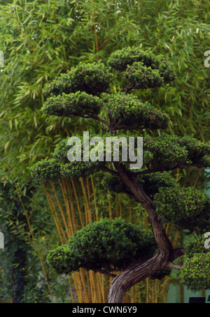 Taxus Cuspidata Bonsai-Japanische Eibe Stockfoto