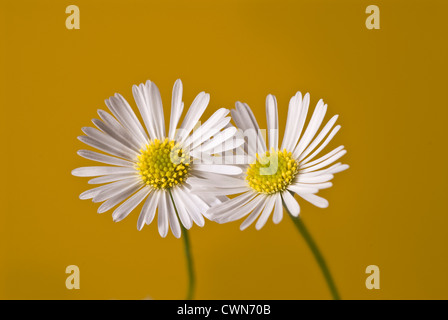 Bellis Perennis, Gänseblümchen, Lawn daisy Stockfoto