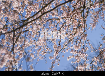 Prunus Subhirtella 'Autumnalis', Kirsche, Herbst Zierkirsche Stockfoto