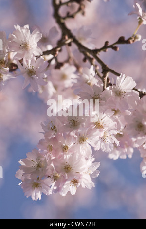 Prunus Subhirtella 'Autumnalis', Kirsche, Herbst Zierkirsche mit rosa Blume Blüte auf blauem Grund. Stockfoto