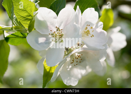 Malus Domestica 'Entdeckung', Apple Stockfoto